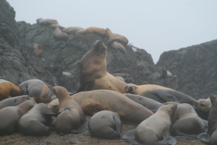 Fonds d'cran Animaux Vie marine - Otaries otaries de Steller