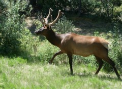 Wallpapers Animals Wapiti