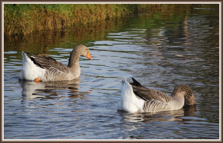 Wallpapers Animals Birds - Geese Les Oies