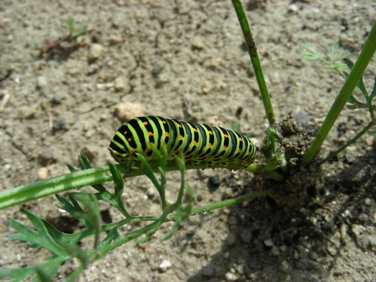 Fonds d'cran Animaux Insectes - Chenilles Chenille