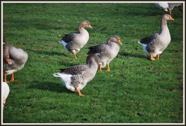 Fonds d'cran Animaux Oiseaux - Oies Les Oies