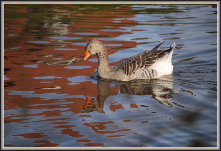 Fonds d'cran Animaux Oiseaux - Oies L'Oie