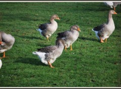 Fonds d'cran Animaux Les Oies