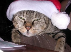 Fonds d'cran Animaux le chat noel