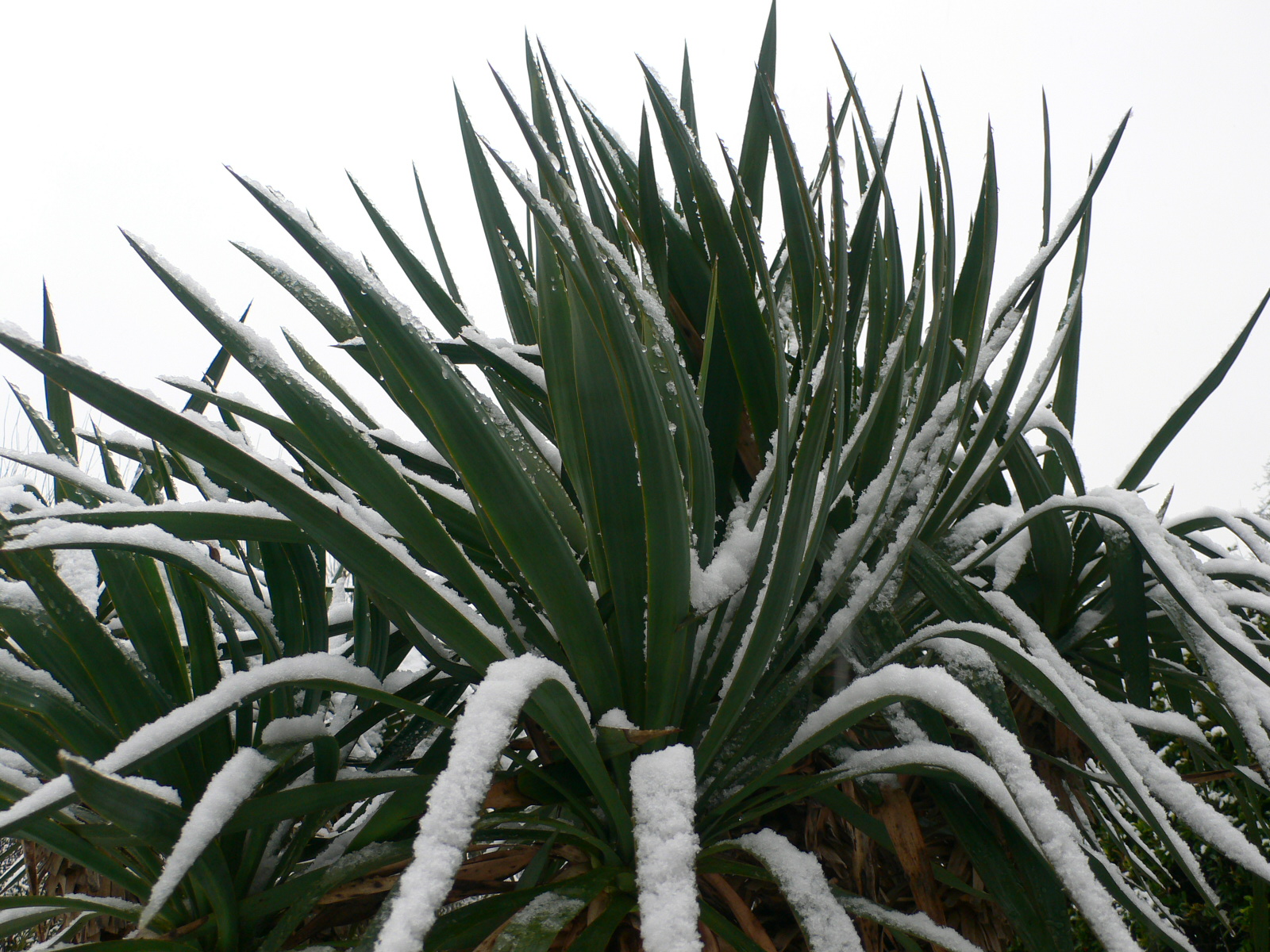 Fonds d'cran Nature Saisons - Hiver Pas un palmier mais un yucca sous la neige  Melun !