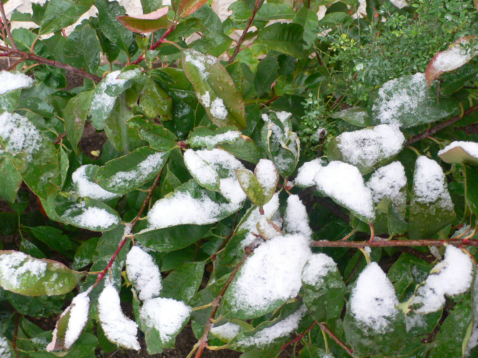 Fonds d'cran Nature Saisons - Hiver Dlicatesse