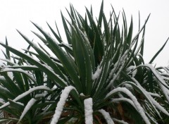 Fonds d'cran Nature Pas un palmier mais un yucca sous la neige  Melun !