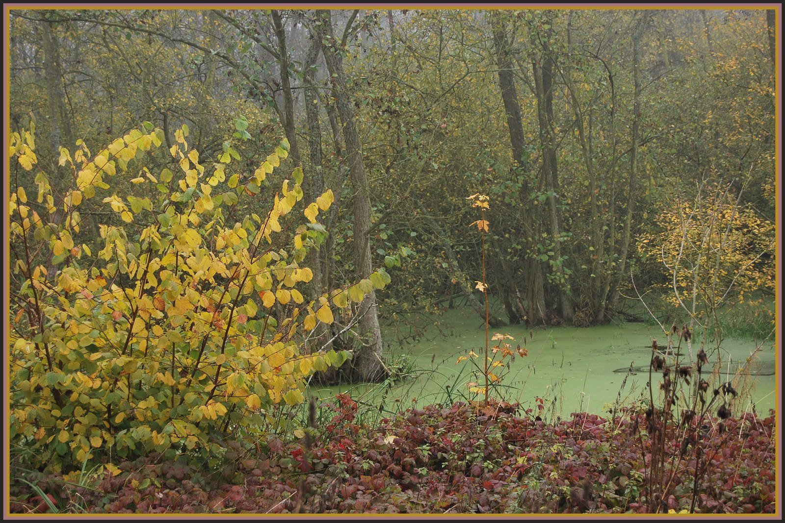 Fonds d'cran Nature Fleuves - Rivires - Torrents La Somme et ses marcages