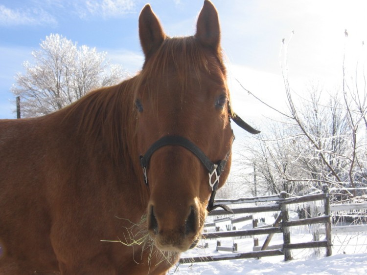 Wallpapers Animals Horses quarter horse