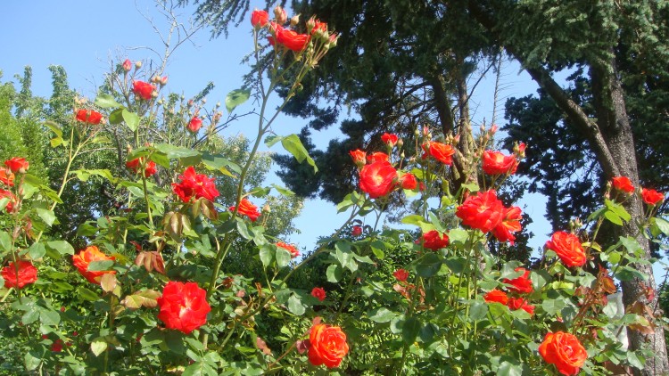 Fonds d'cran Nature Fleurs ROSES