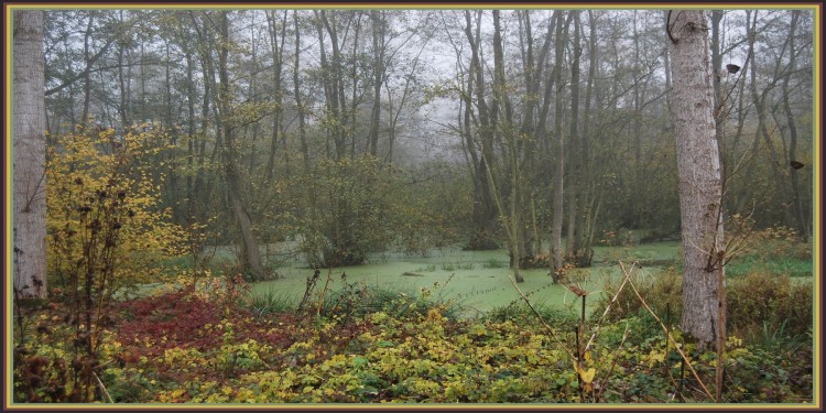 Fonds d'cran Nature Fleuves - Rivires - Torrents La Somme et ses marcages