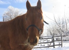 Fonds d'cran Animaux quarter horse