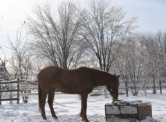 Wallpapers Animals quarter horse