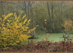 Fonds d'cran Nature La Somme et ses marcages