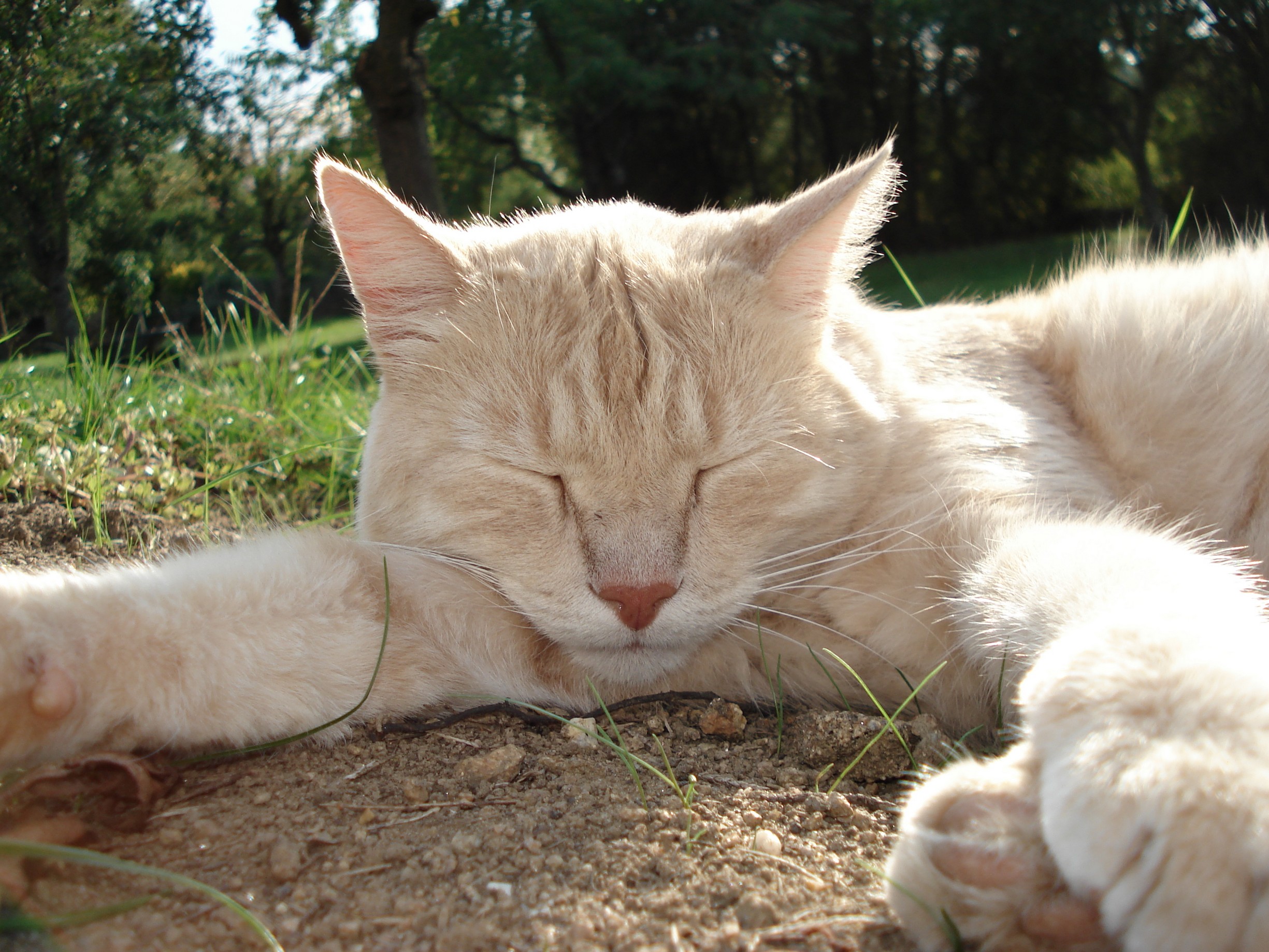 Fonds d'cran Animaux Chats - Chatons Leo