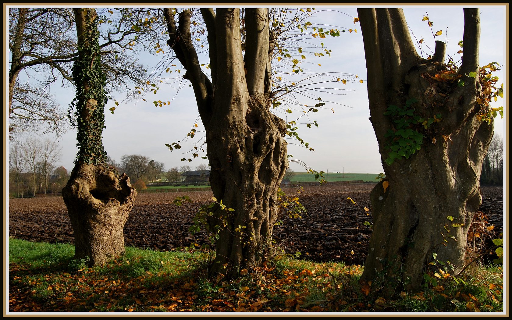 Fonds d'cran Nature Arbres - Forts Les vieux saules