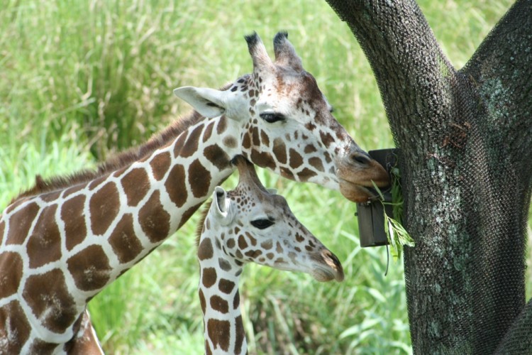 Wallpapers Animals Giraffes tendresse