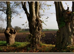 Fonds d'cran Nature Les vieux saules