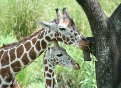 Fonds d'cran Animaux tendresse