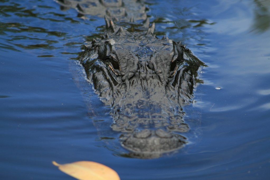 Wallpapers Animals Crocodile - Alligator - Caiman aligator 