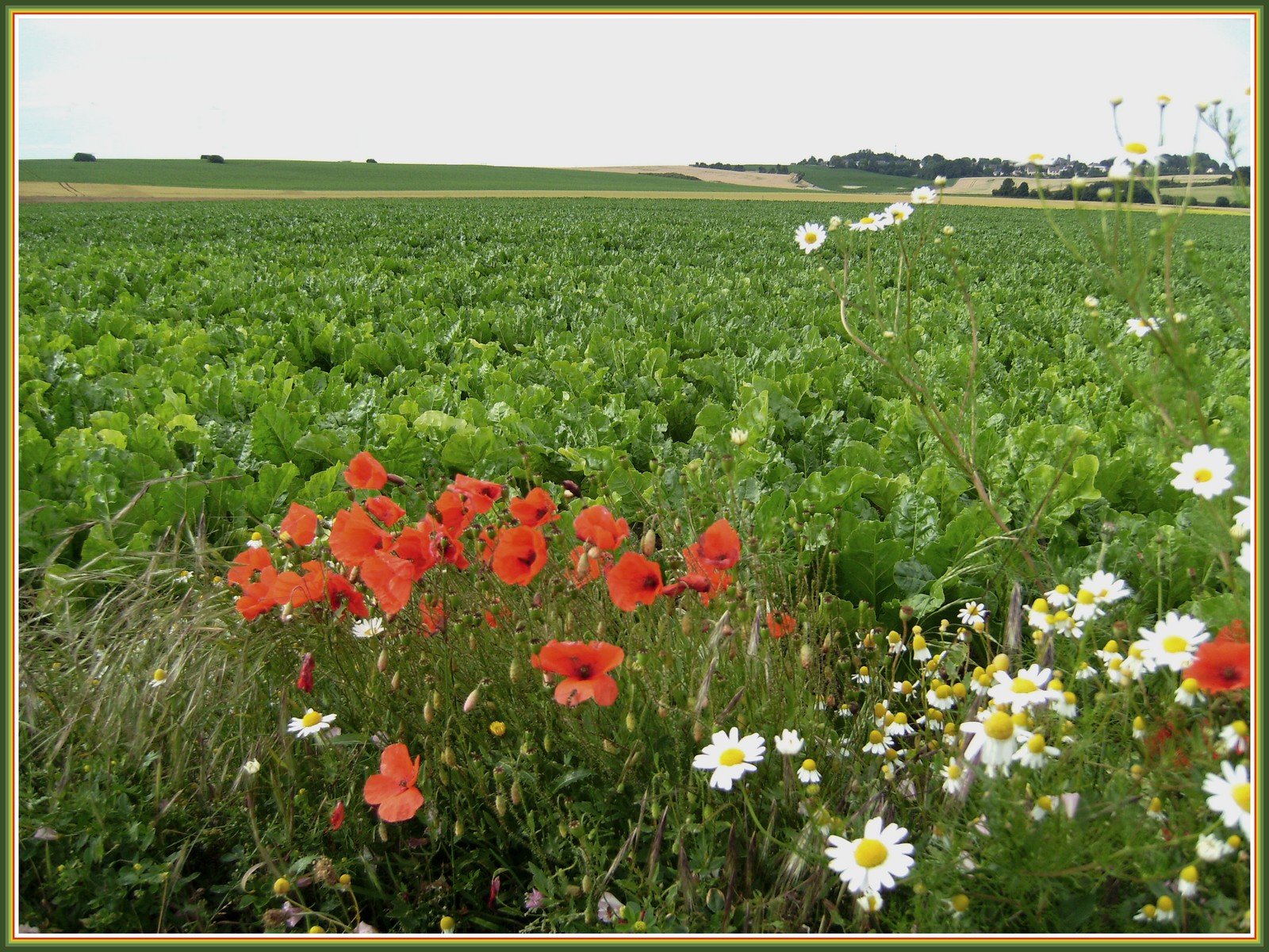 Fonds d'cran Nature Fleurs Marguerites, coquelicots et betteraves