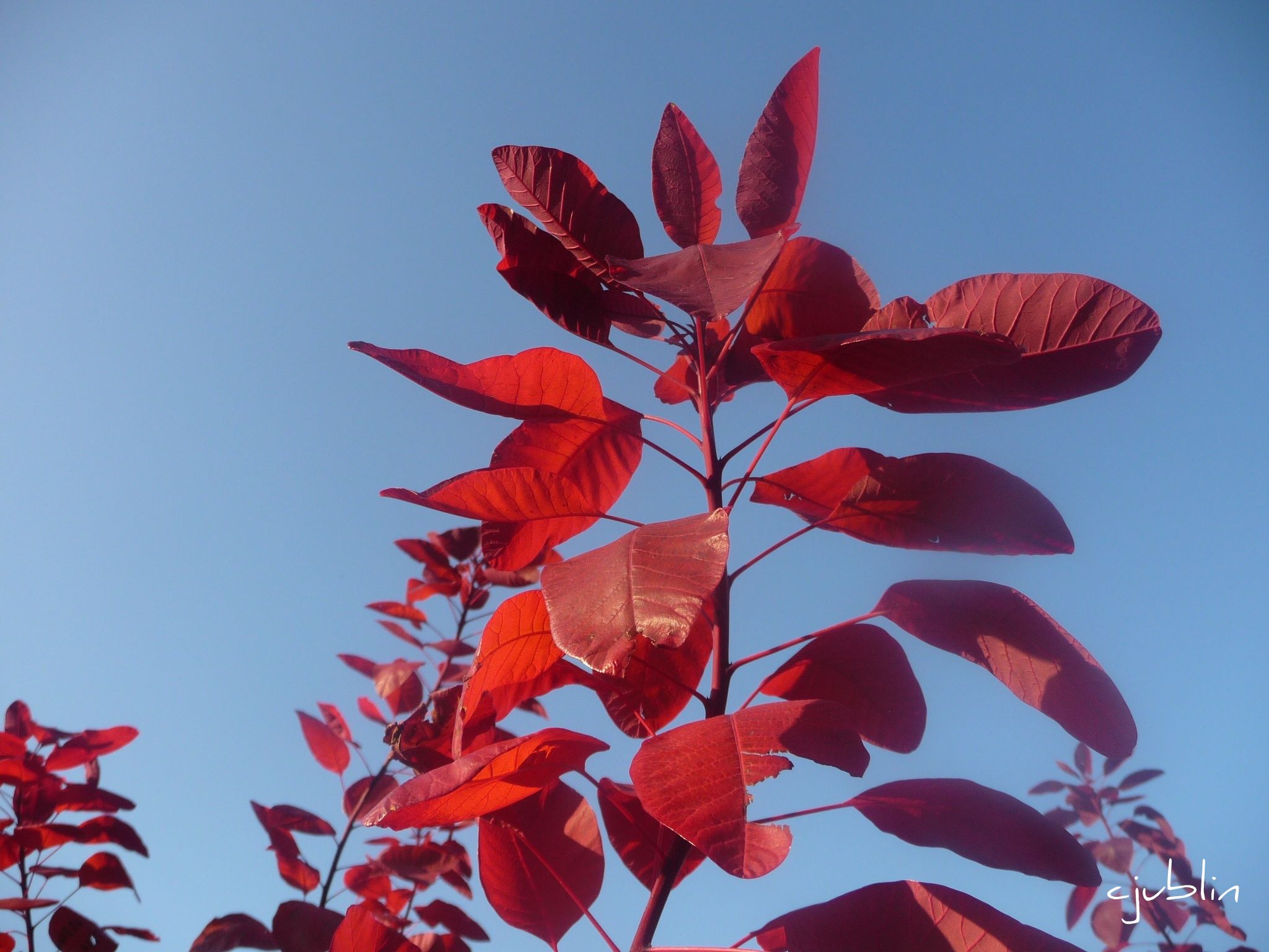 Fonds d'cran Nature Feuilles - Feuillages un bain de soleil