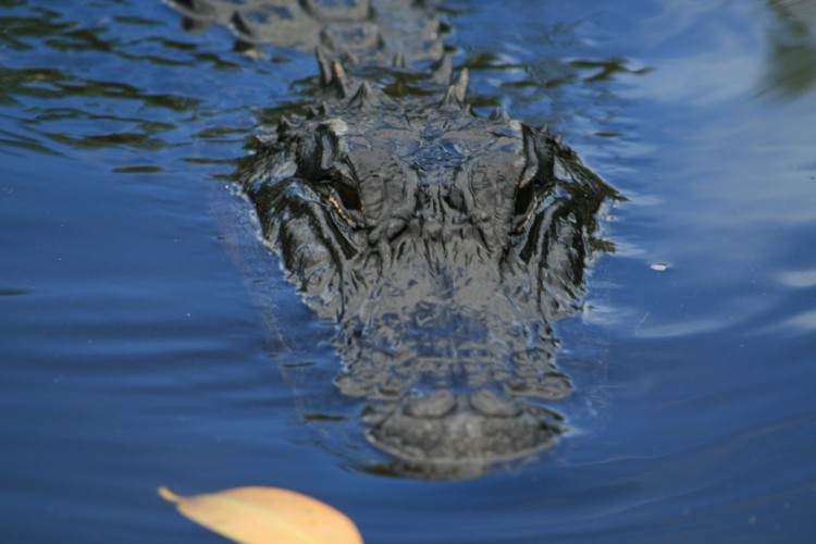 Fonds d'cran Animaux Crocodiles - Alligators - Camans aligator 