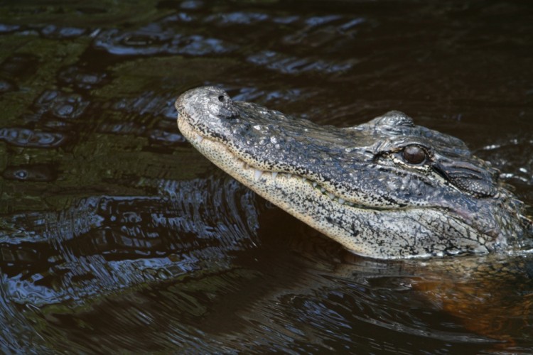 Wallpapers Animals Crocodile - Alligator - Caiman Aligator