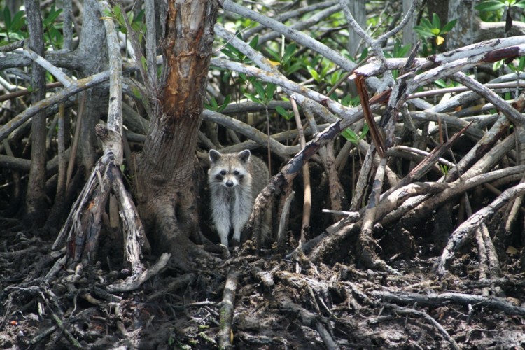 Wallpapers Animals Raccoons floride