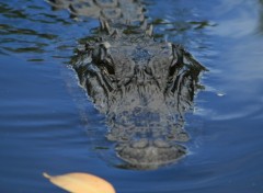 Fonds d'cran Animaux aligator 