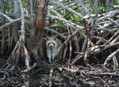 Wallpapers Animals floride