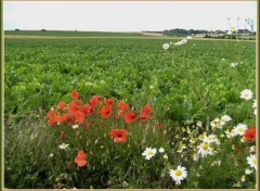 Fonds d'cran Nature Marguerites, coquelicots et betteraves