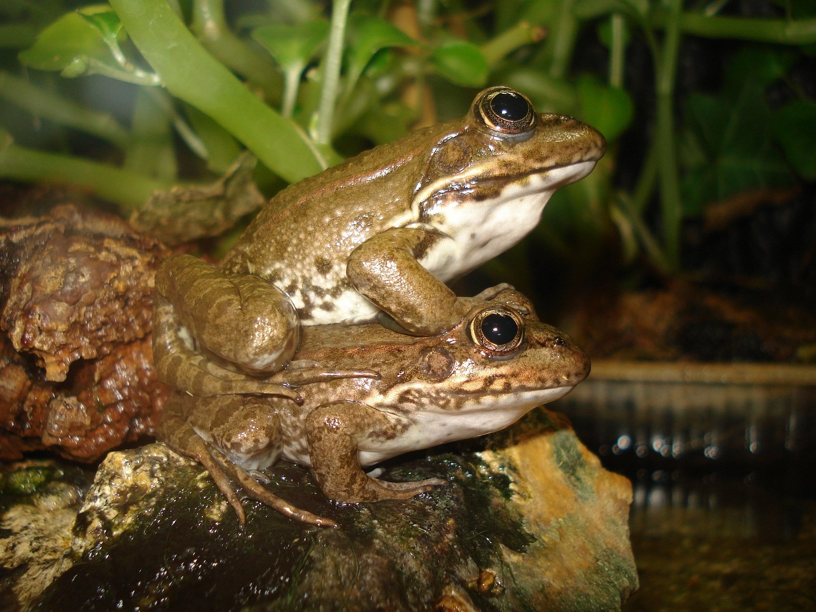 Fonds d'cran Animaux Grenouilles - Crapauds L' quilibriste