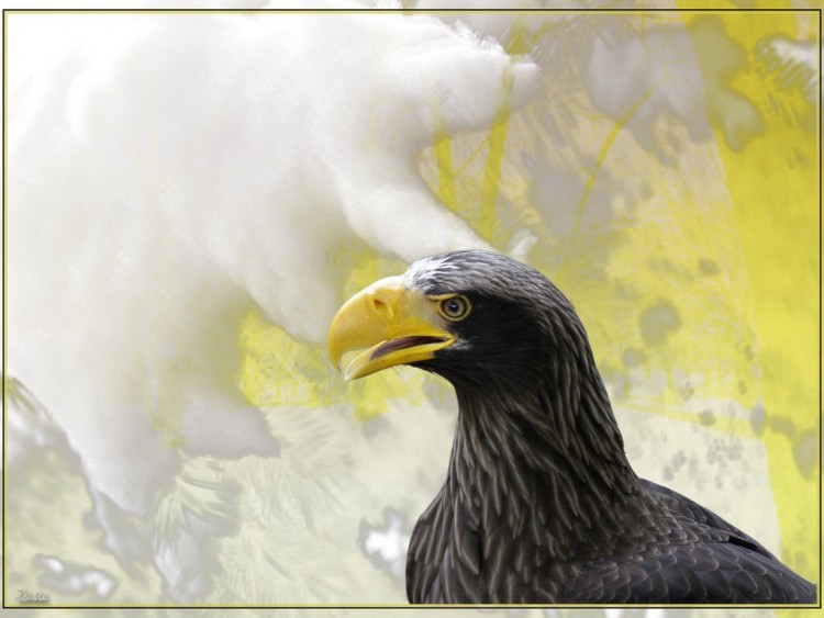 Fonds d'cran Animaux Oiseaux - Aigles Aigle.