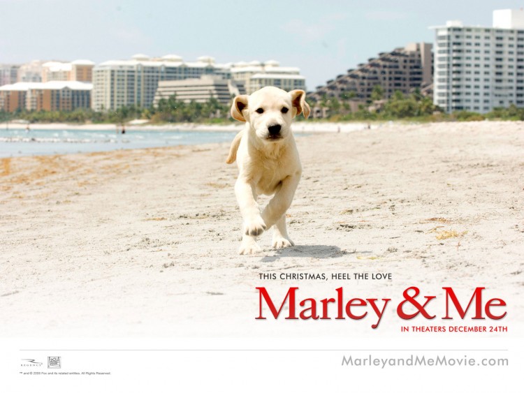 Wallpapers Movies Marley and Me Wallpaper N220302