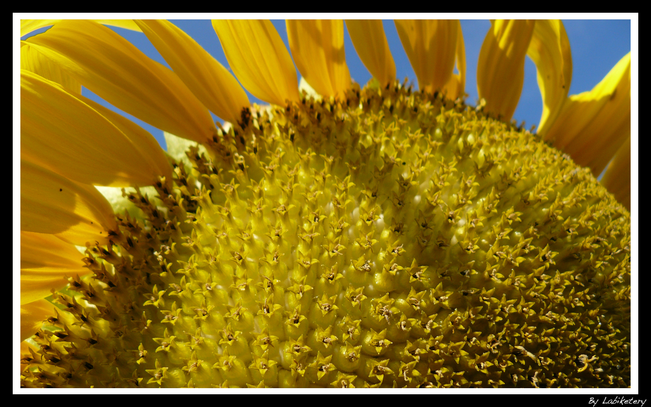 Fonds d'cran Nature Fleurs Sun Flower Only