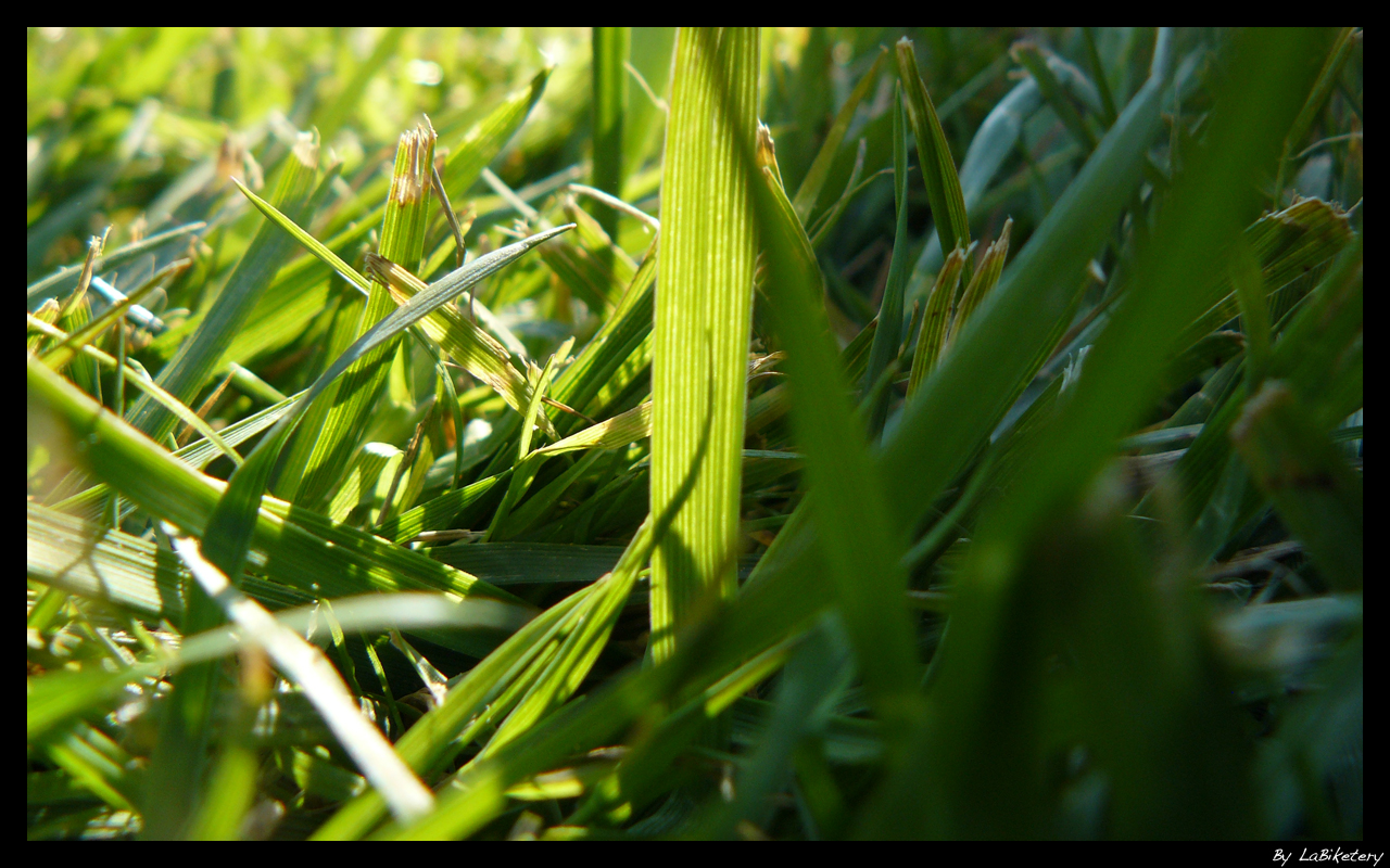 Wallpapers Nature Herbs Green_Grass