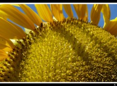 Wallpapers Nature Sun Flower Only