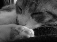 Wallpapers Animals petite sieste 