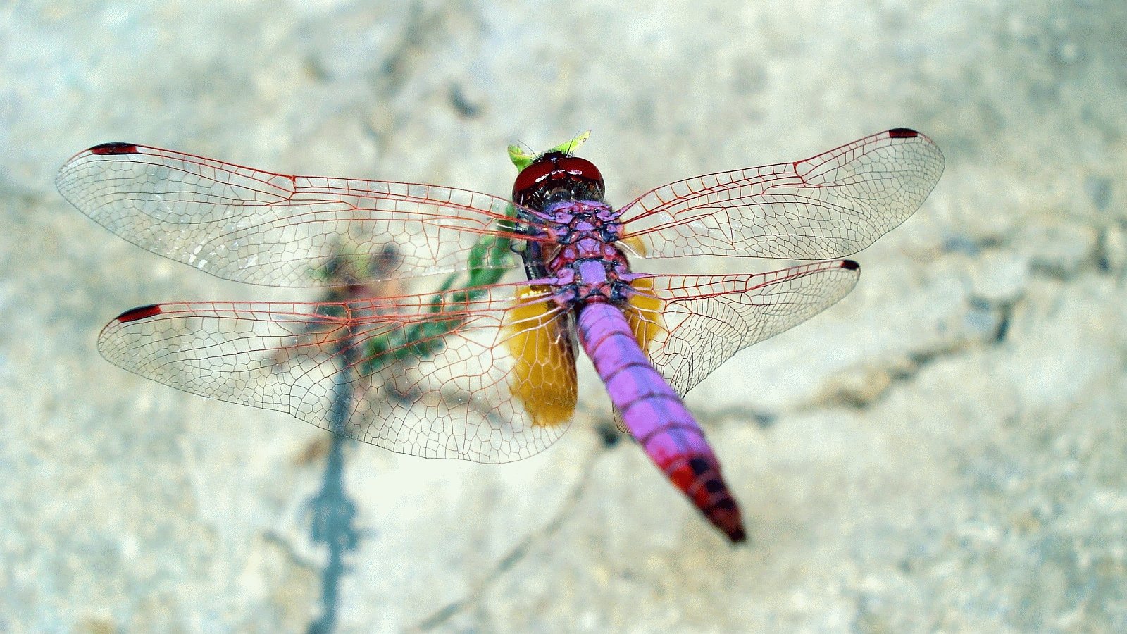 Fonds d'cran Animaux Insectes - Libellules LIbellule bleue