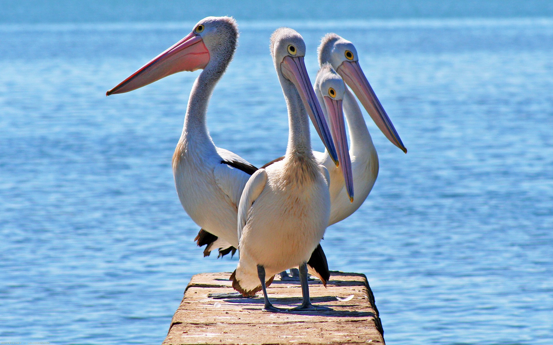 Fonds d'cran Animaux Oiseaux - Plicans Quelques plicans