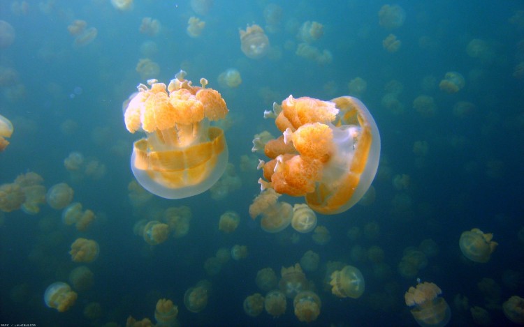 Fonds d'cran Animaux Vie marine - Mduses Mduses !