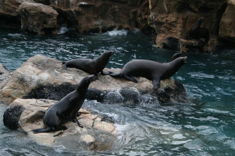 Wallpapers Animals Sealife - Sea lions otaries 