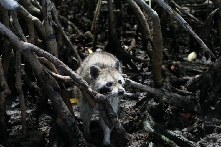 Fonds d'cran Animaux Ratons Laveurs intress?