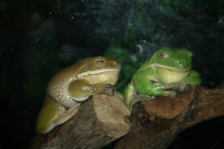 Wallpapers Animals Frogs - Toads dormiiiiiir