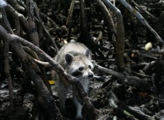 Fonds d'cran Animaux intress?