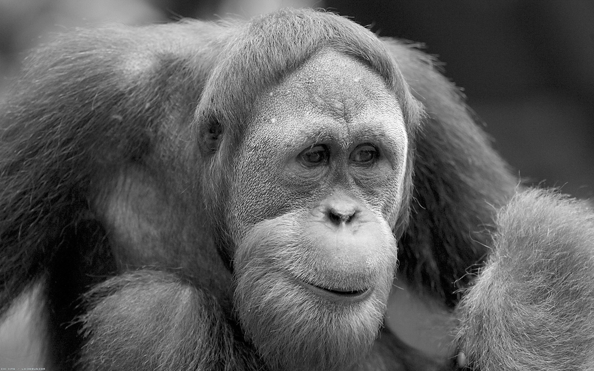 Fonds d'cran Animaux Singes Orang Outan en noir et blanc