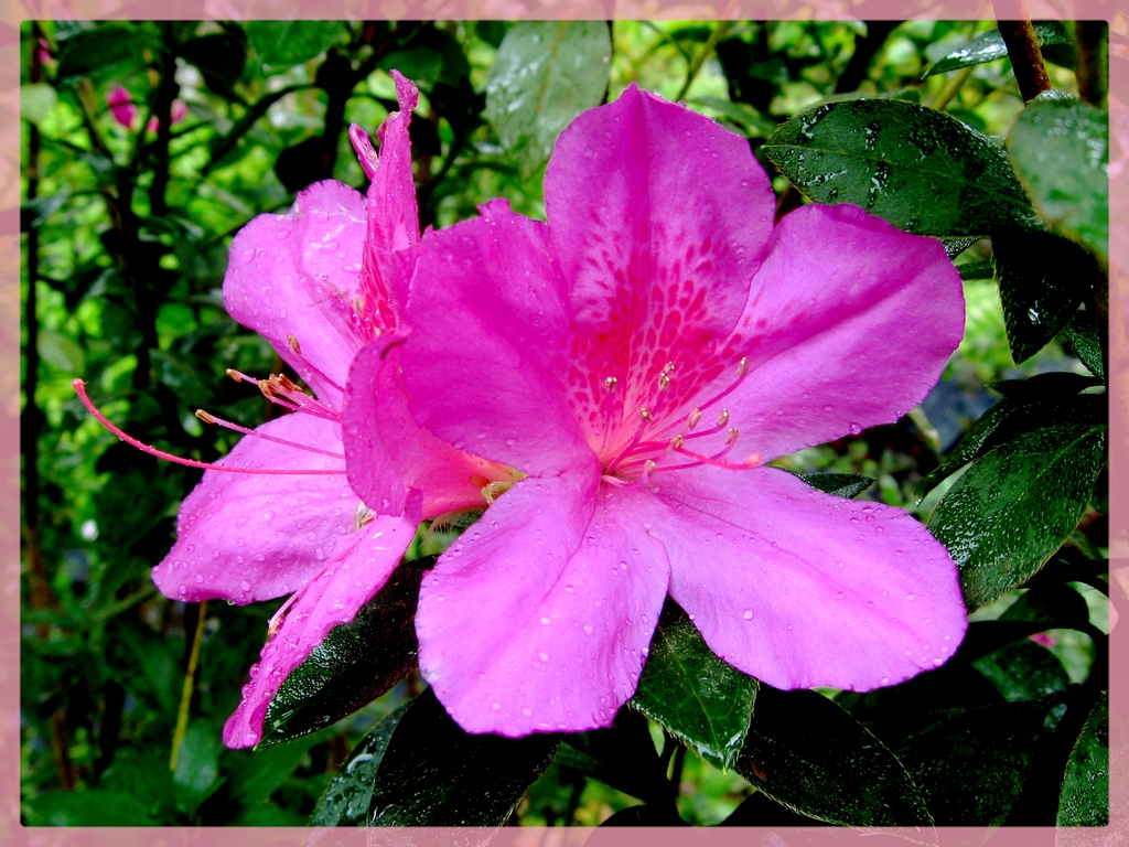 Fonds d'cran Nature Fleurs 