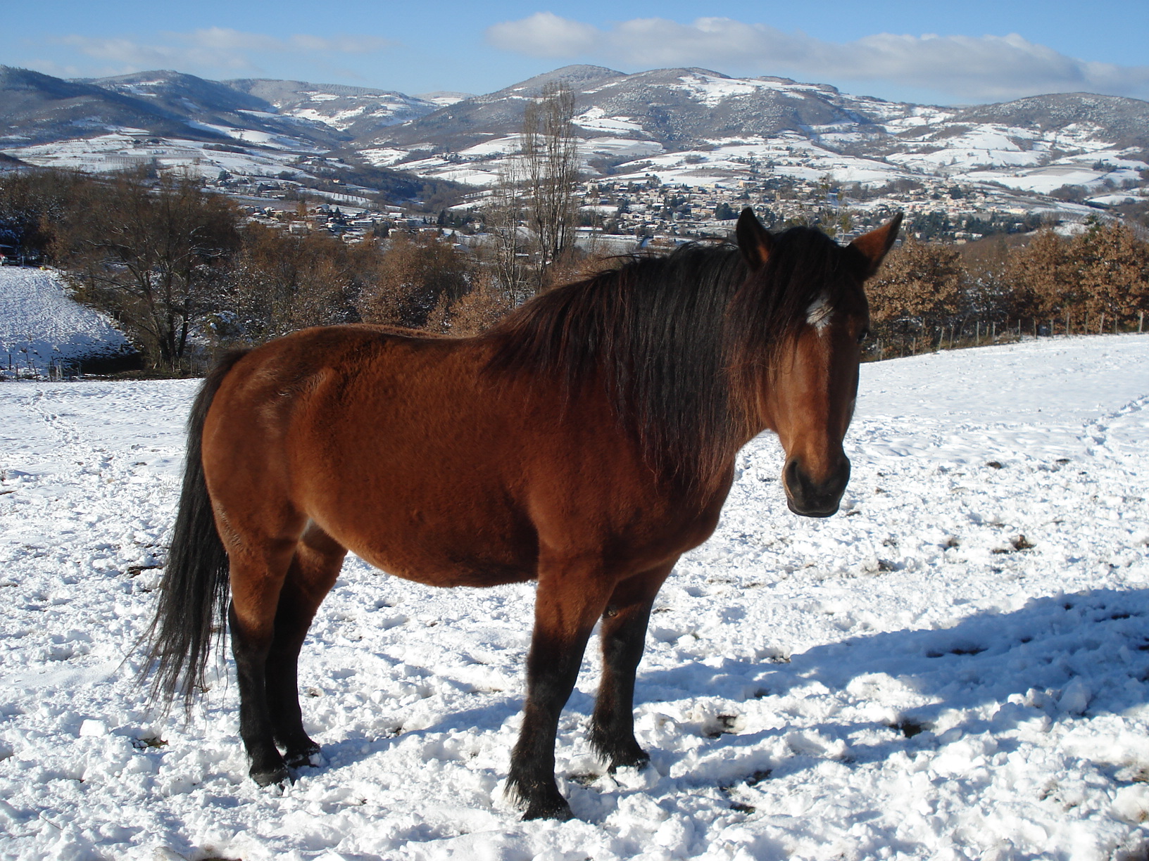 Fonds d'cran Animaux Chevaux Noisette