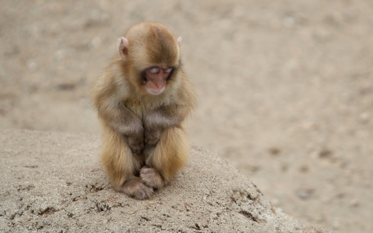 Fonds d'cran Animaux Singes Petit singe somnolant